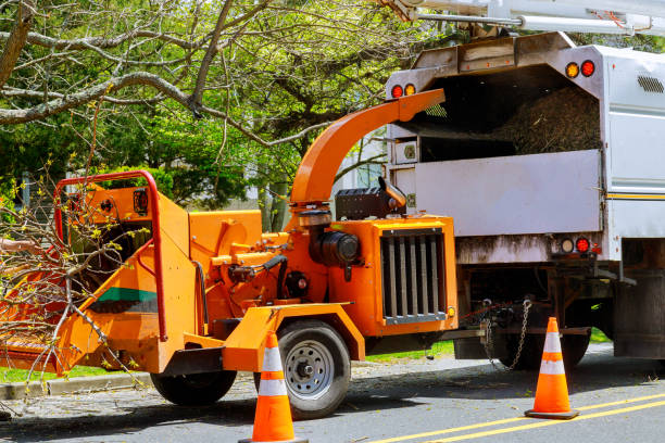 Best Best Tree Removal Services  in Fort Stockton, TX